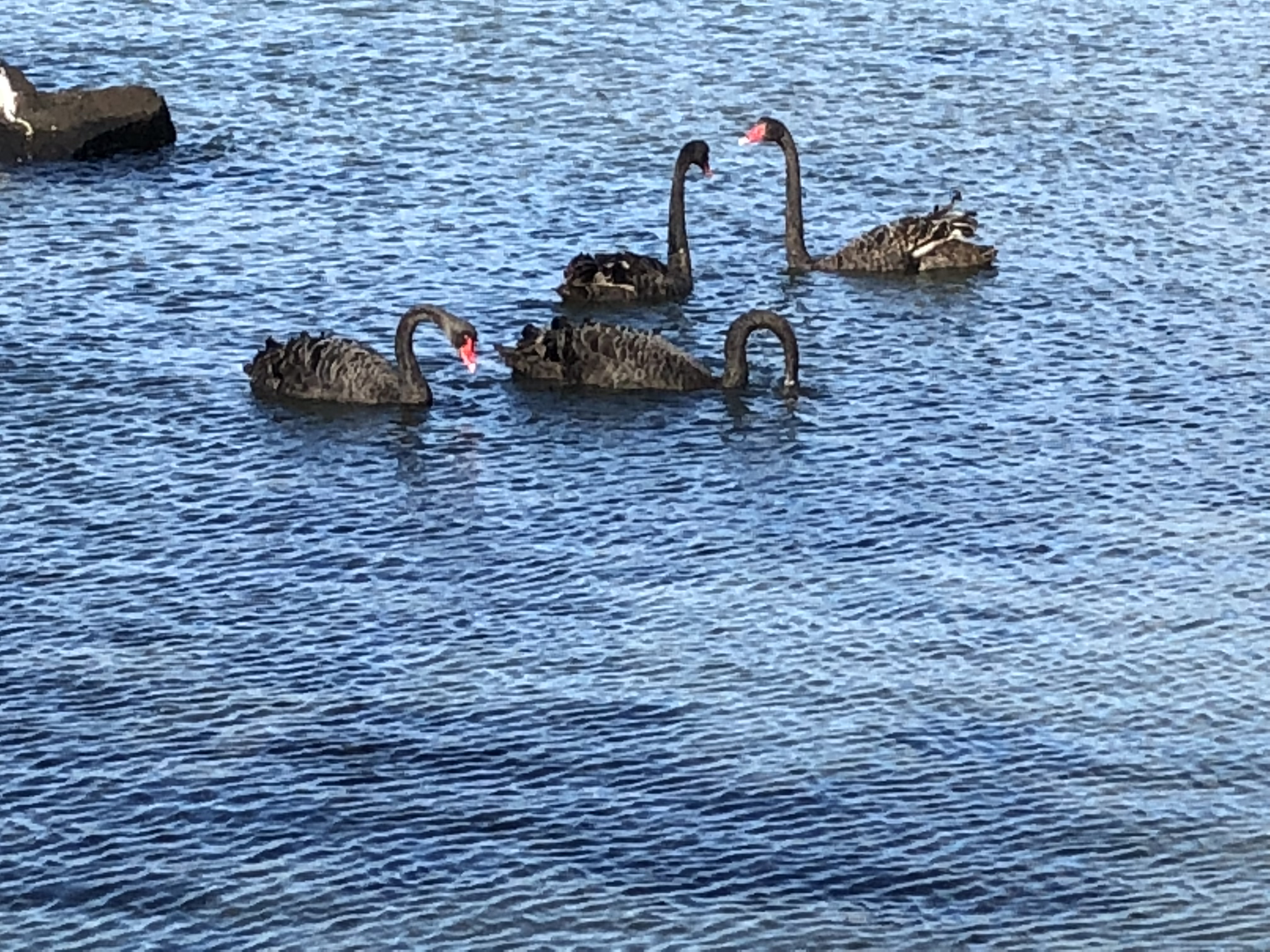 664F6162-203A-4F6A-9EAD-AE50B0A0C9D5